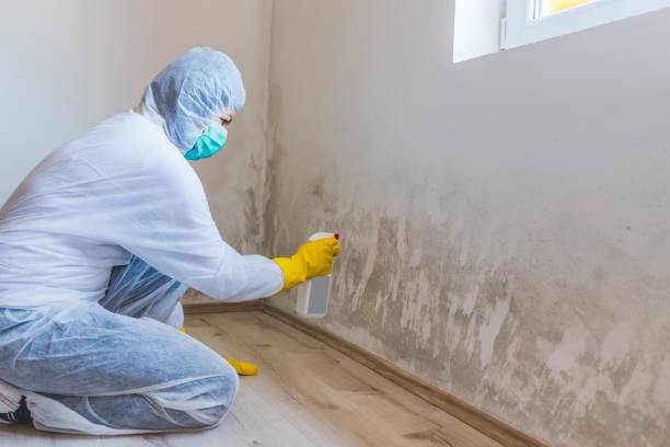 Licensed Attic Mold Removal service in Lexington Park, MD - WQB Mold Removal