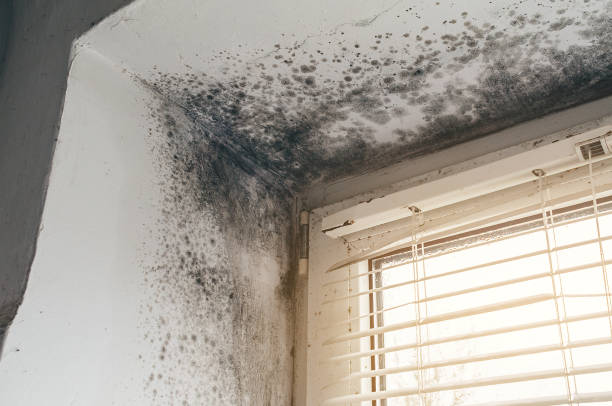 Affordable Attic Mold Removal solutions in Lexington Park, MD